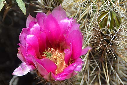 Hedgehog, McDowell Mountain Regional Park, March 20, 2015